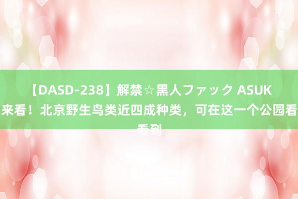 【DASD-238】解禁☆黒人ファック ASUKA 来看！北京野生鸟类近四成种类，可在这一个公园看到