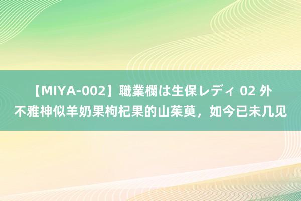 【MIYA-002】職業欄は生保レディ 02 外不雅神似羊奶果枸杞果的山茱萸，如今已未几见